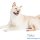 Image for article titled Amazon's Error Dogs, Ranked
